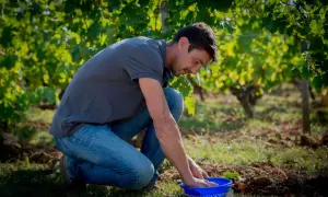 Un homme accroupi dans un vignoble, examinant le contenu d'un panier bleu. Il incarne la différence entre vigneron et viticulteur, du soin des vignes à la transformation du raisin.