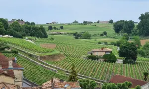 Paysage vallonné de vignoble Bardet, avec des rangées de vignes vertes, des maisons et des arbres.