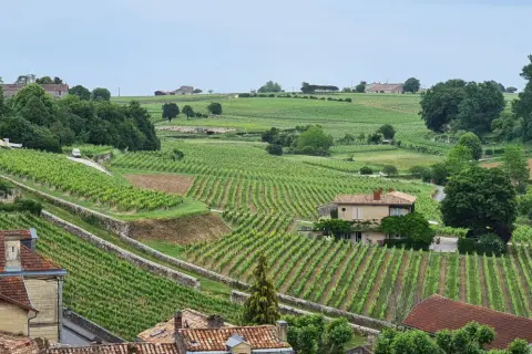 Paysage vallonné de vignoble Bardet, avec des rangées de vignes vertes, des maisons et des arbres.