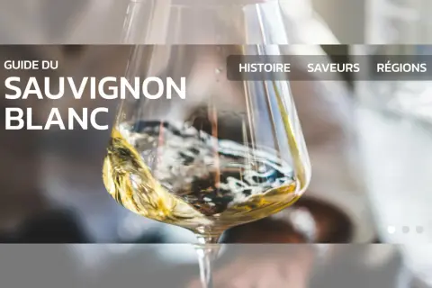 Guide du Sauvignon Blanc : découvrez notre top 10 des vins blancs secs, leur histoire, leurs saveurs et leurs régions.
