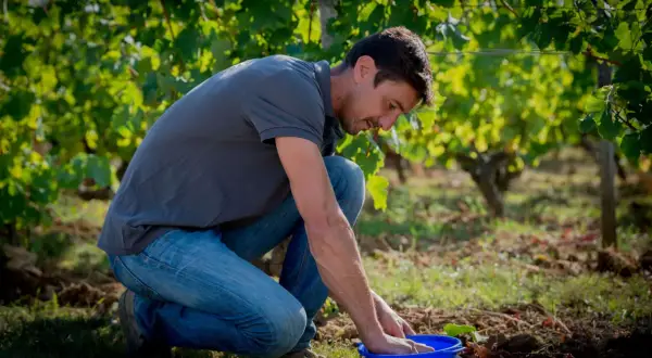 Un homme accroupi dans un vignoble, examinant le contenu d'un panier bleu. Il incarne la différence entre vigneron et viticulteur, du soin des vignes à la transformation du raisin.