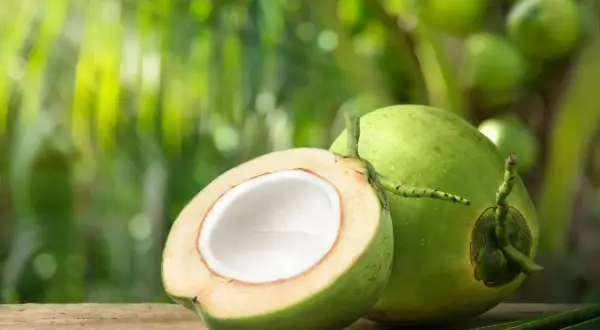 Un coco vin frais, coupé en deux, révèle sa chair blanche et son eau. Sur un fond de verdure tropicale, il invite à la dégustation.