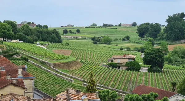 Paysage vallonné de vignoble Bardet, avec des rangées de vignes vertes, des maisons et des arbres.