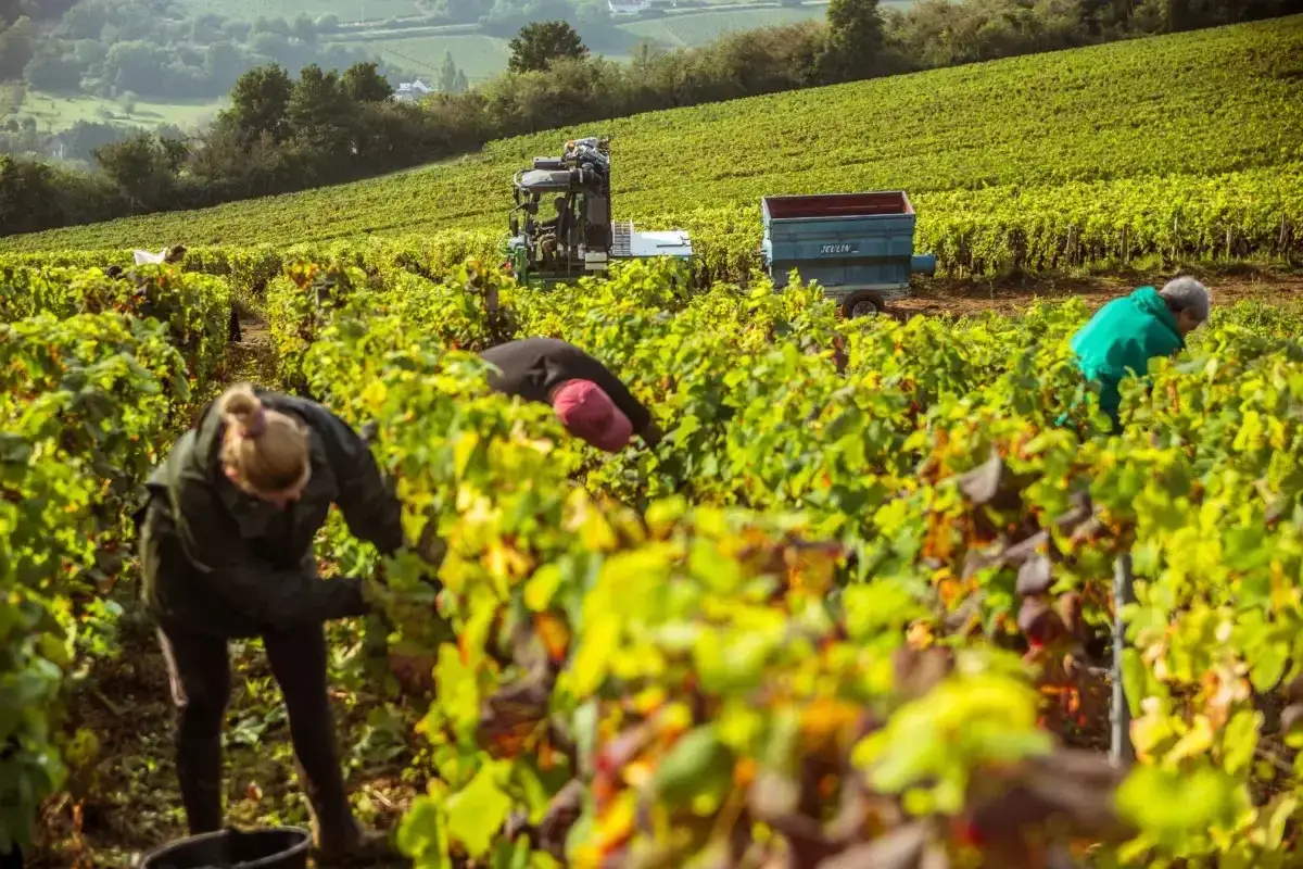 Travailleurs récoltant le raisin dans un vignoble ensoleillé de Bourgogne. Un tracteur et une remorque attendent.
