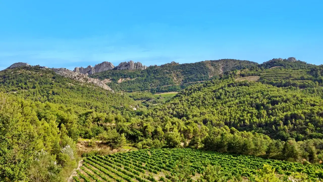 Paysage verdoyant de la région de Gigondas, avec des vignobles en premier plan et des montagnes rocheuses en arrière-plan sous un ciel bleu.