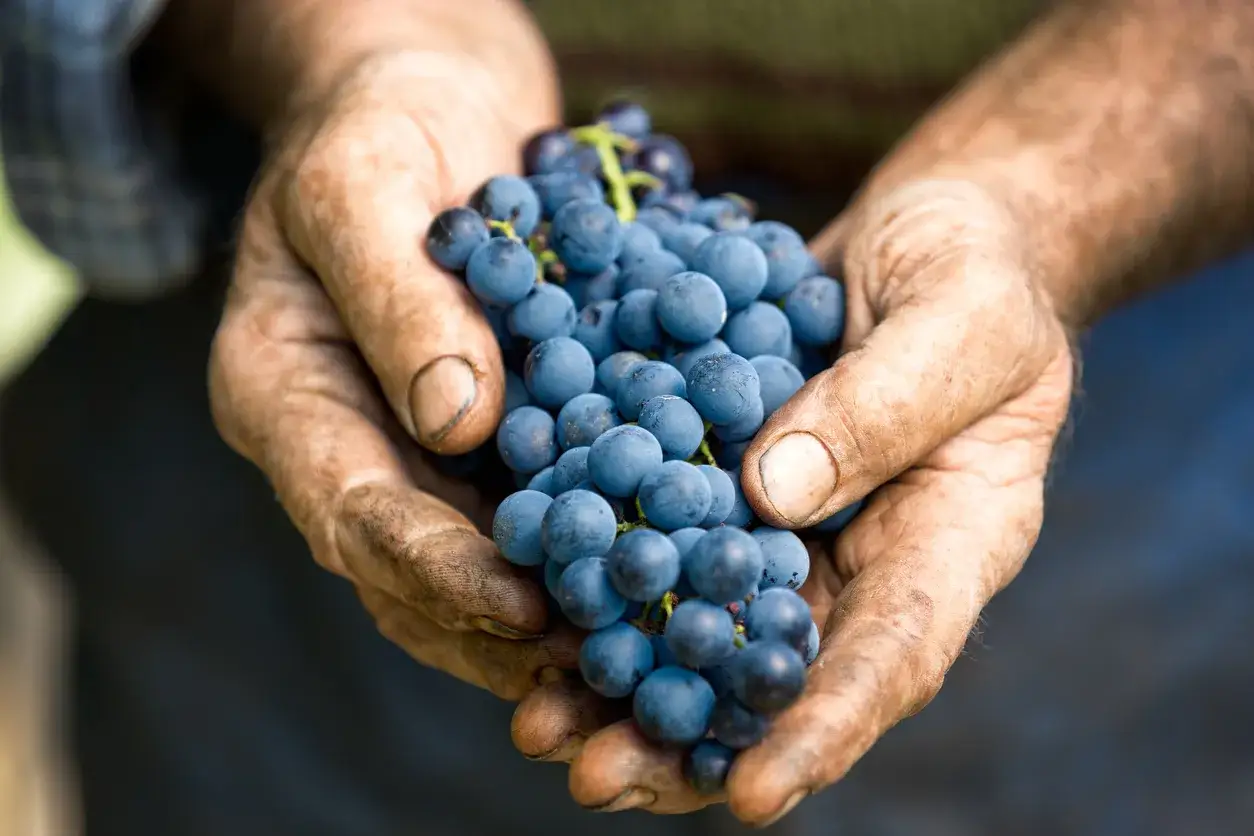 Mains terreuses d'un négociant en vin tenant une grappe de raisins bleus mûrs, promesse d'un grand cru.