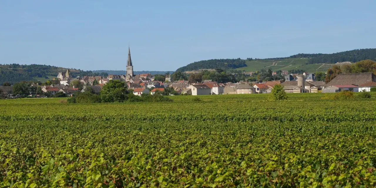 Vignoble de Meursault sous un ciel bleu. Au premier plan, des vignes luxuriantes. Au loin, le village avec son église et ses toits de tuiles.