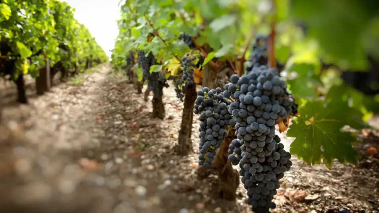 Rangs de vignes chargées de raisins noirs, promesse d'une nouvelle tendance vin.