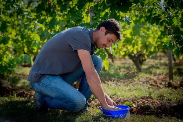 Un homme accroupi dans un vignoble, examinant le contenu d'un panier bleu. Il incarne la différence entre vigneron et viticulteur, du soin des vignes à la transformation du raisin.