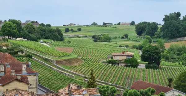 Paysage vallonné de vignoble Bardet, avec des rangées de vignes vertes, des maisons et des arbres.